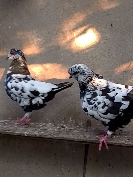 Kingi -gołębie ozdobne