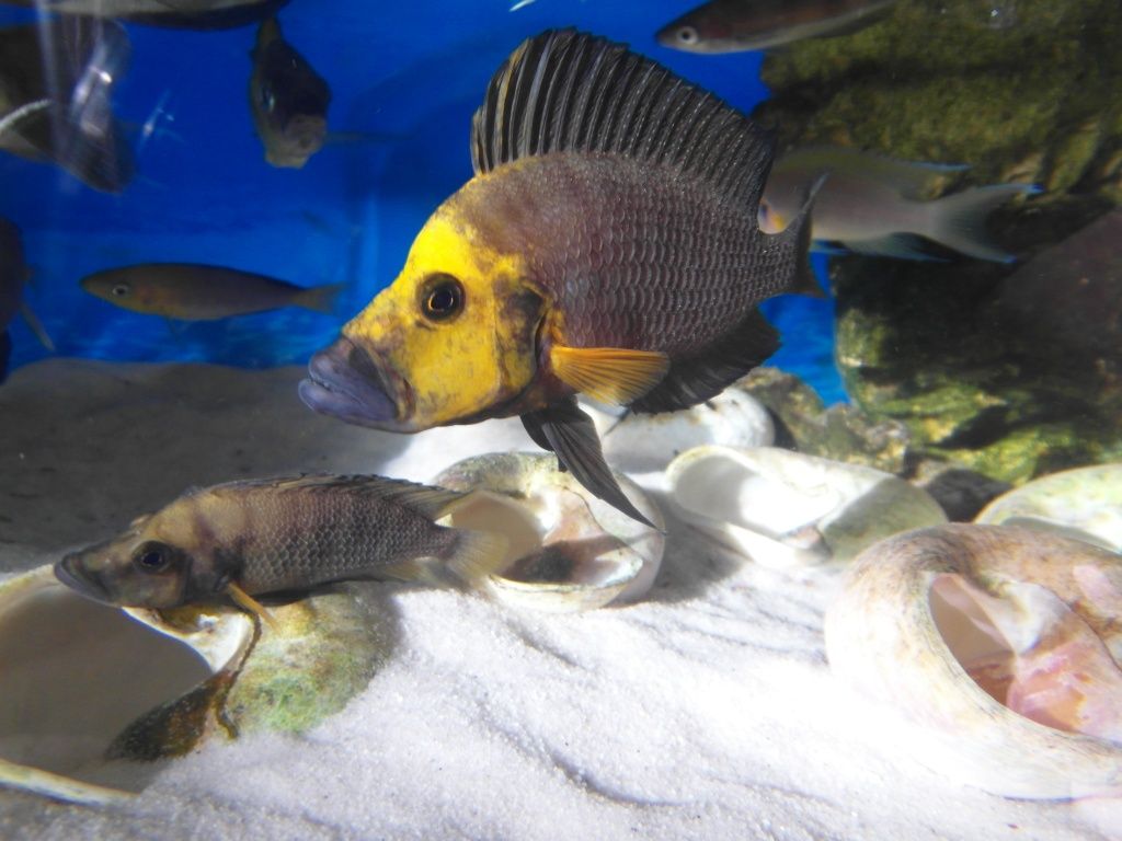 Altolamprologus compressiceps gold head muzi