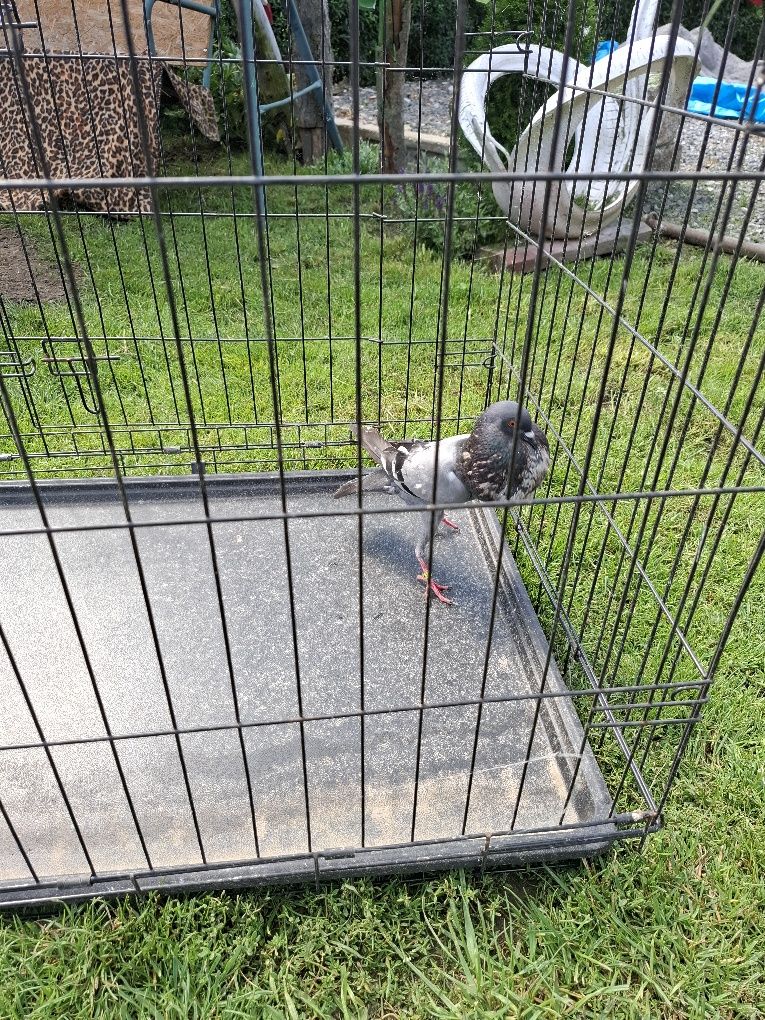 Gołebie ozdobne ładne