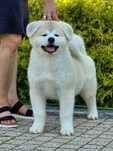 Akita Inu (japońska) czerwony piesek, ZKwP / FCI & AKIHO