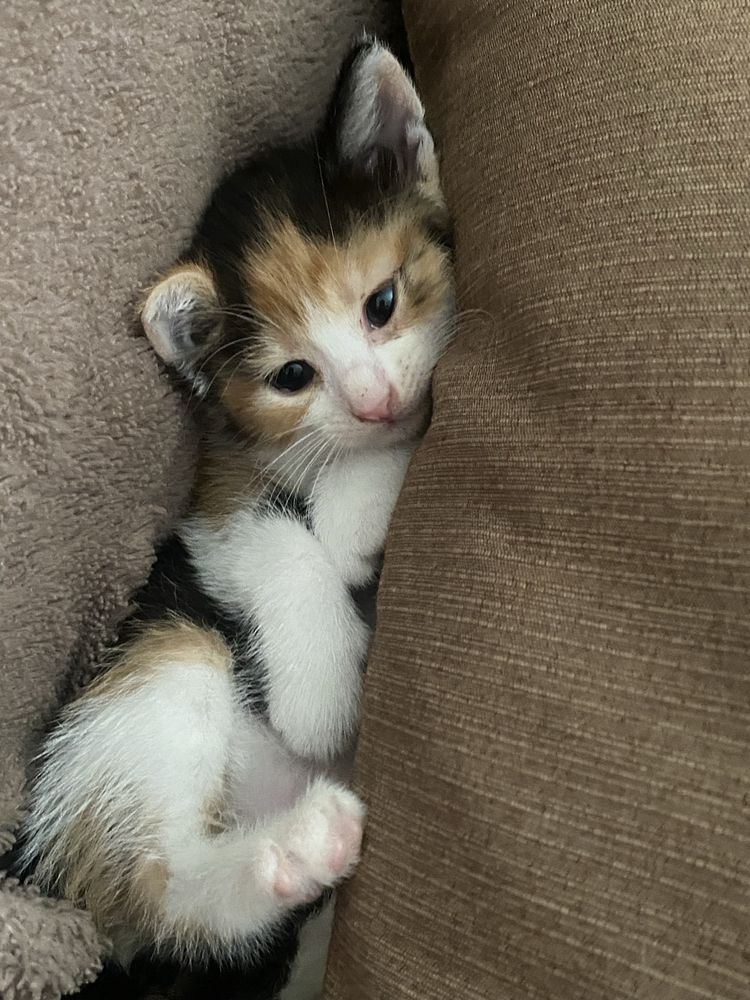 Віддам кошенят в добрі руки)