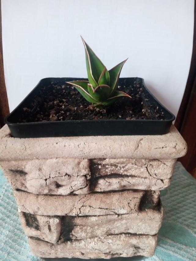 сансевиерия пингвикула  Sansevieria Pinguicula