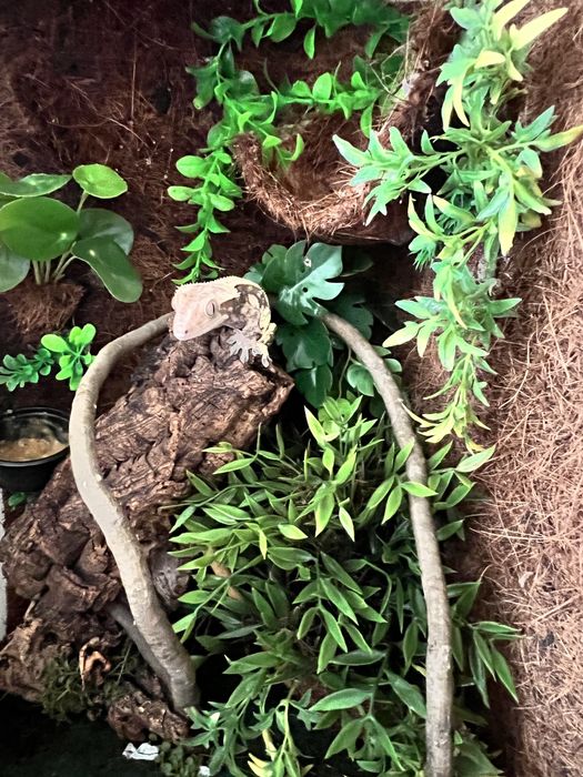 Gekony orzęsione (samiec + samica) z terrariami – komplet