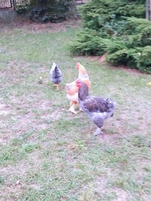 Sprzedam koguty kochina olbrzymiego