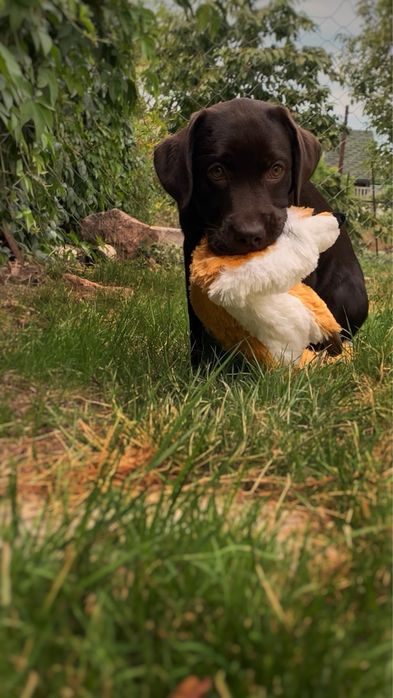 Цуценята Лабрадор Ретривер