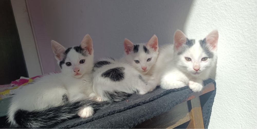 Kocurki do adopcii