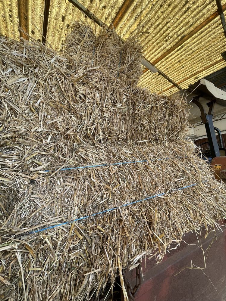 Palha de azevem de alta qualidade