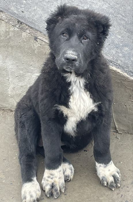 Алабай 3місяця,повна вакцинація