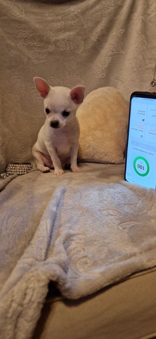 Piękny piesek Chihuahua