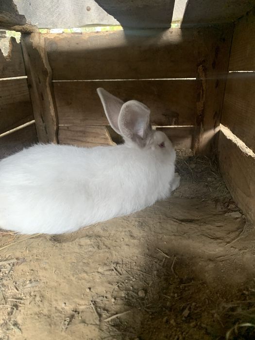 Продам кроликів різного віку