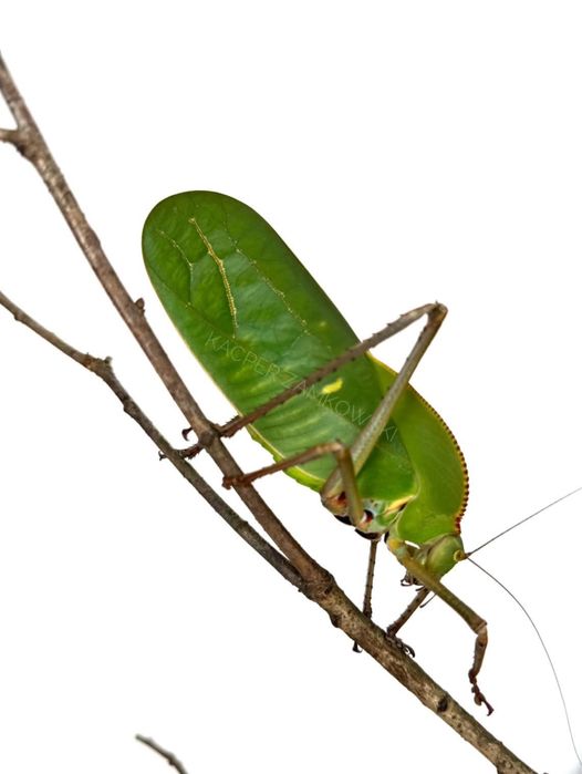 pasikoniki Siliquofera grandis