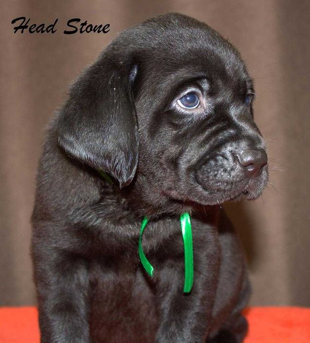 Перспективные щенки Лабрадор ретривер