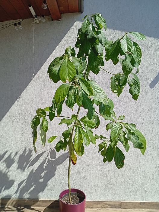 Awokado, roślina doniczkowa, duże drzewo avokado