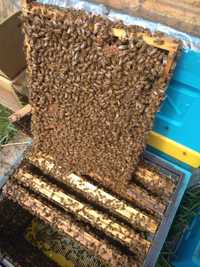Rodziny pszczele przezimowane na ramce wielkopolskiej BUCKFAST PS HYG+