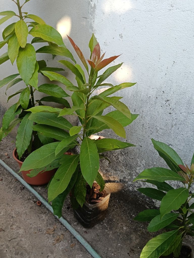 Plantas abacateros
