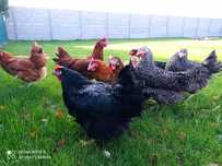 Rossa kurki już niosą młode kokoszki rosa leghorn zielononóżki wysyłam