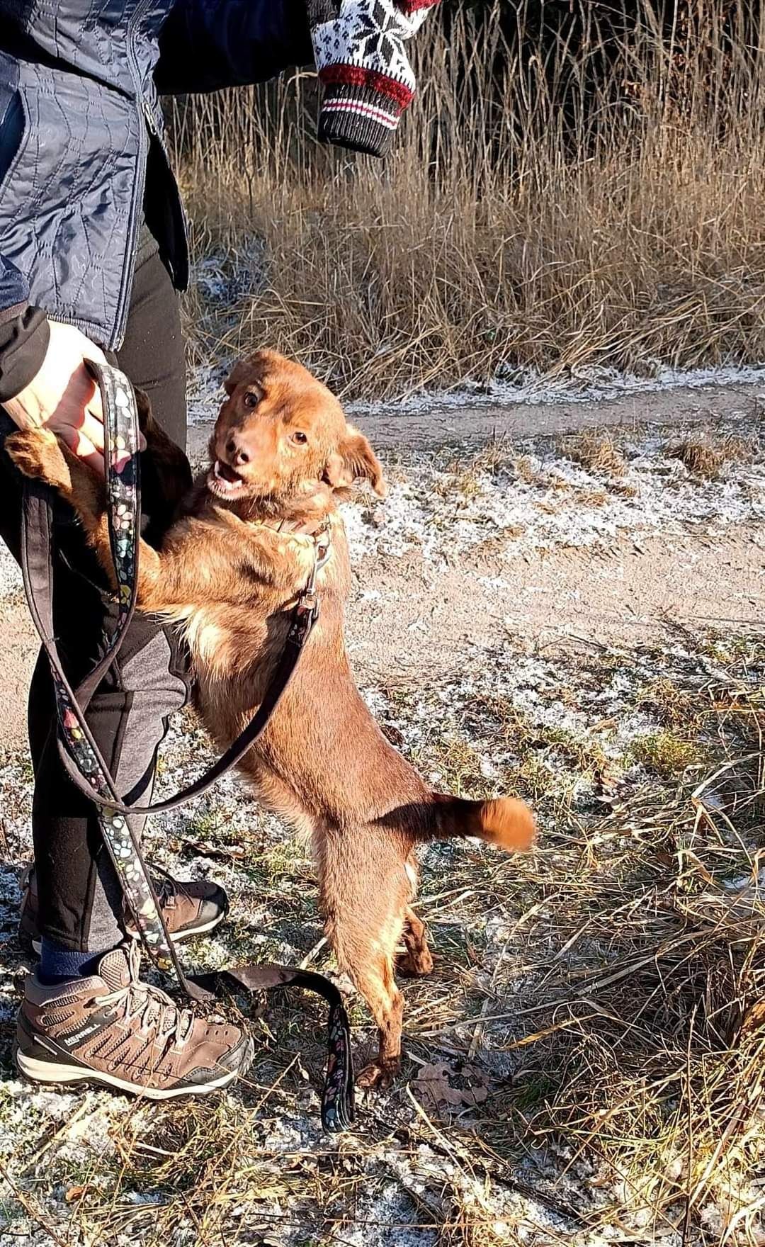 Prze kochany psiak uwielbiająca ludzi i spacery poleca się do adopcji