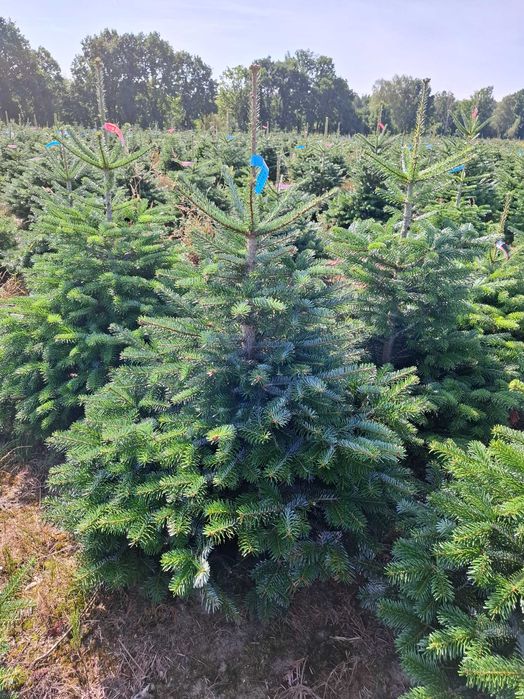 Jodła Kaukaska w donicy PREMIUM 125-150 cm/cięta od Tuchoinki.pl