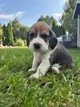 Szczeniak Beagle piesek