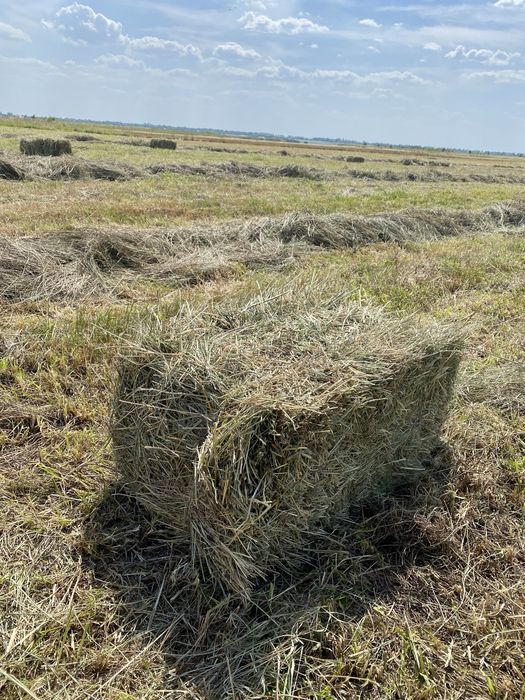Сіно 2025 рік в тюках Солома Сено Лугове тюки