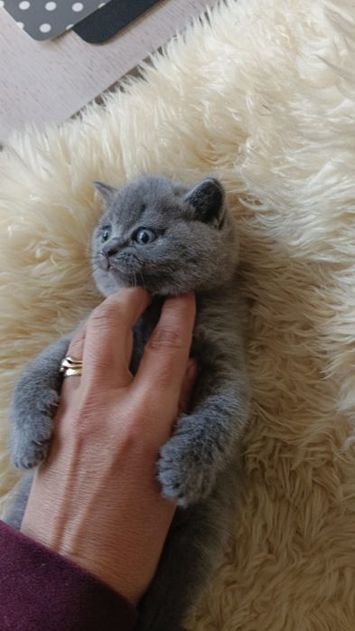 Kot brytyjski krótkowłosy