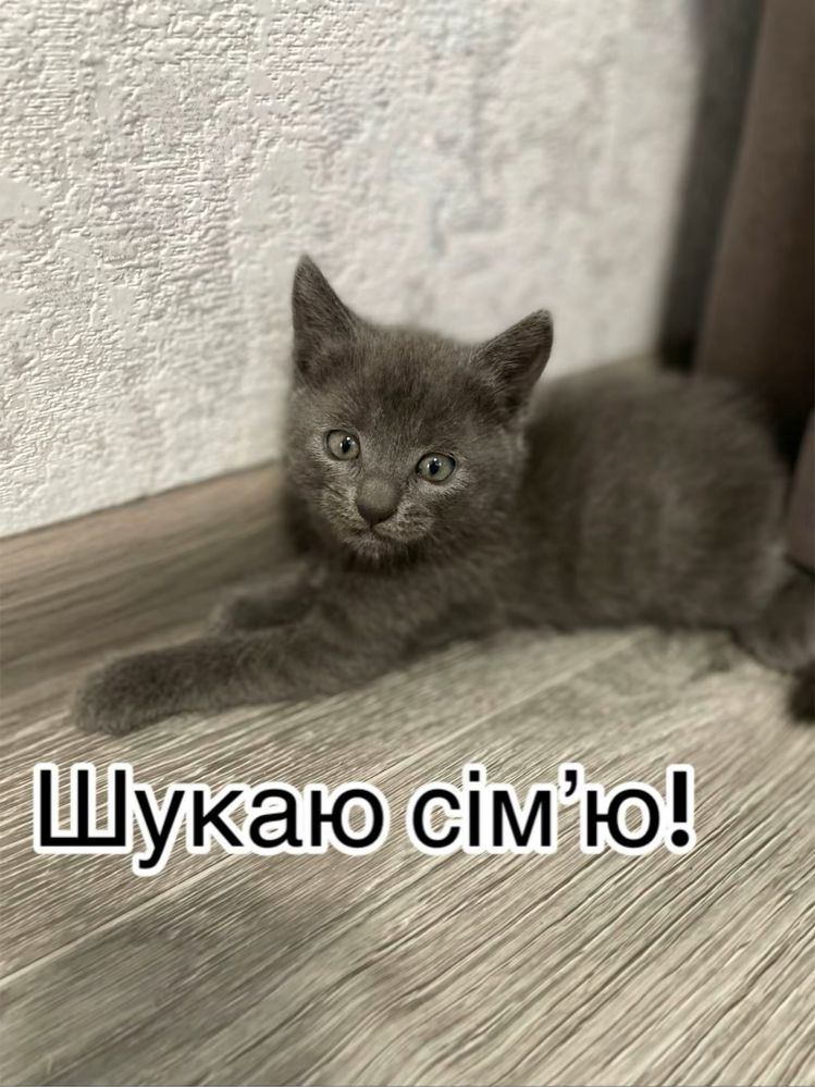 Кошенята Безкоштовно