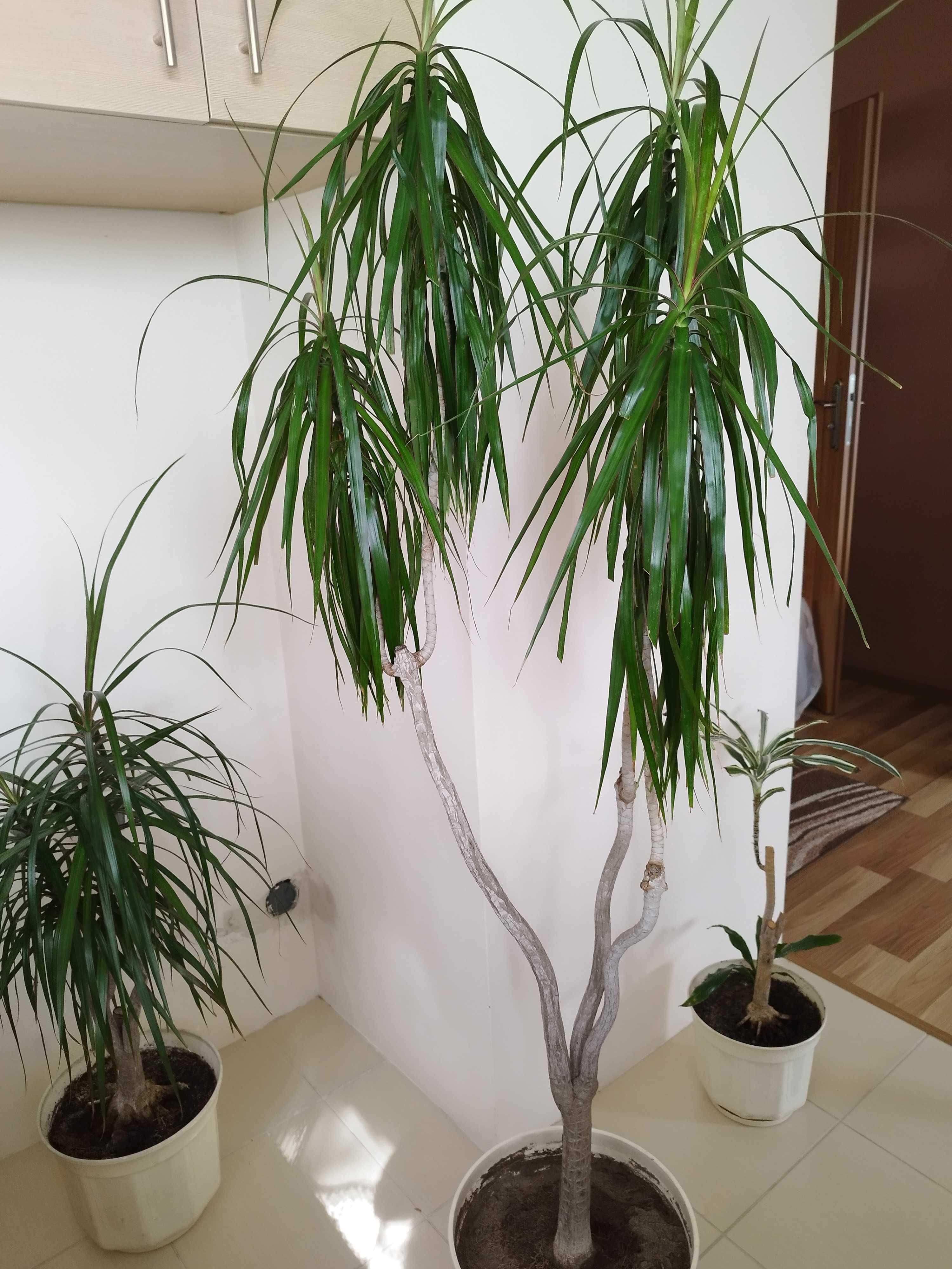 Juka dracena yuka duże rośliny