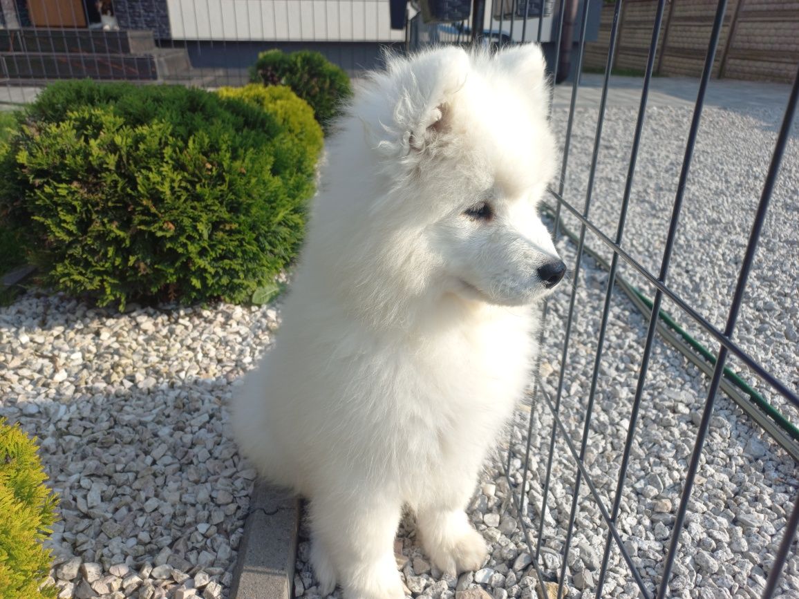 Sprzedam Samoyed/ Samojed szczeniak FCI
