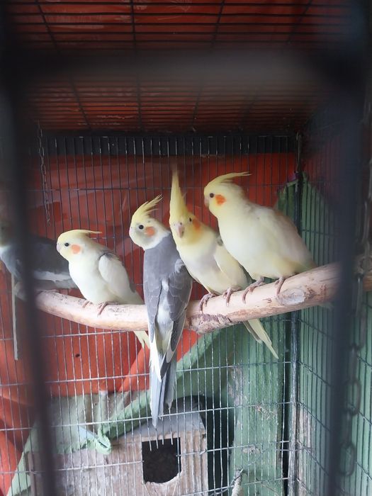 Mam w ofercie papugi nimfy młode 2,5-miesieczne