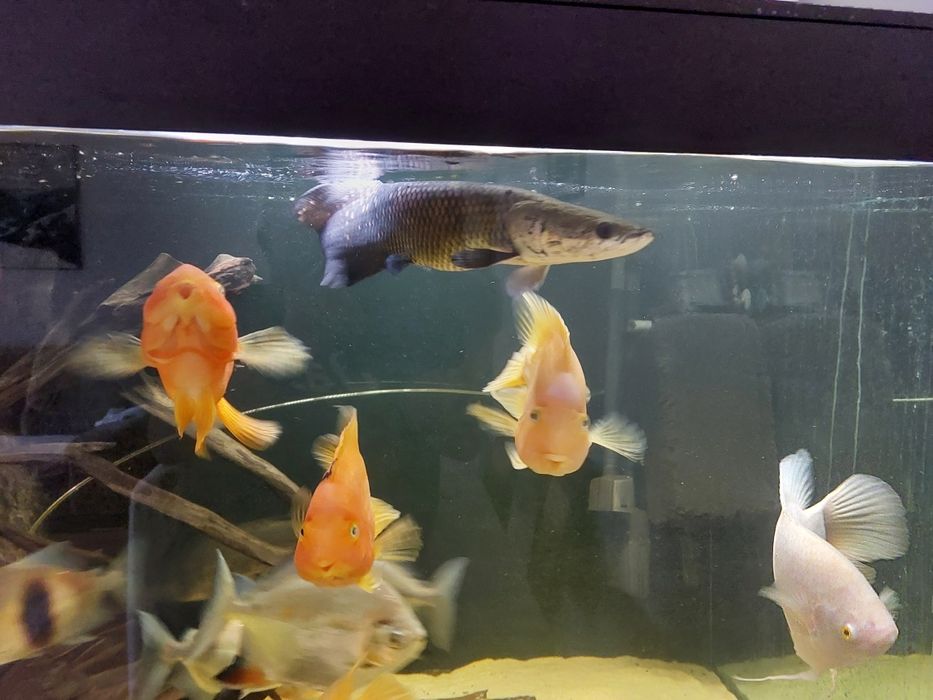 Arapaima Gigas sprzedam