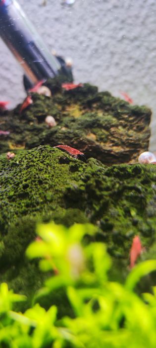 Camarões Red Cherry (Neocaridina davidi) – Cores intensas e saudáveis
