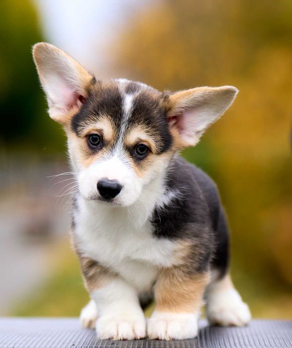 Пропонуємо хлопчика Вельш Коргі Пемброк