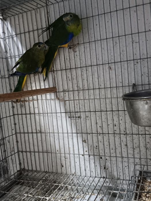 Pyrrhura hypoxantha azul e turquosines