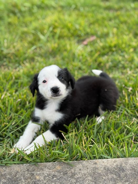 Border Collie preto e branco