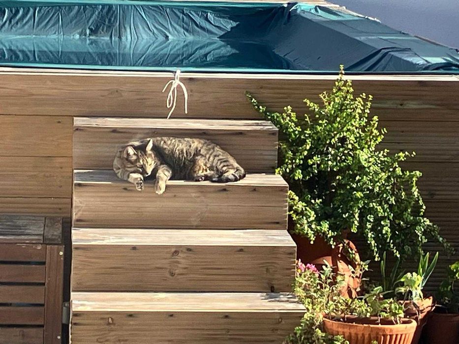 Gata para adoção responsável