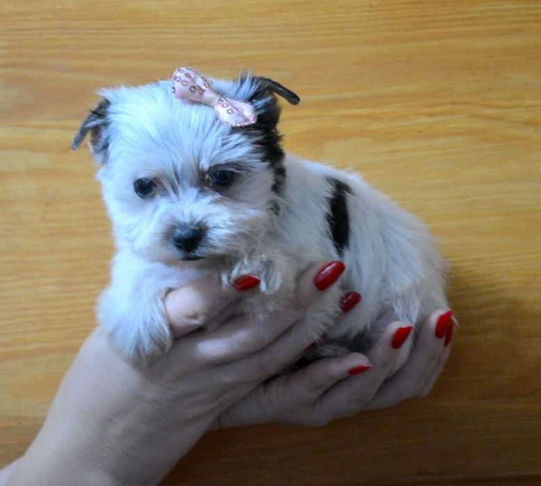 Colorful Yorkshire Terrier suczka Maddie Biewer rodowód