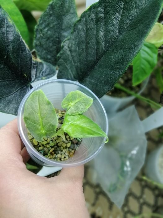 Алоказия много сортов.