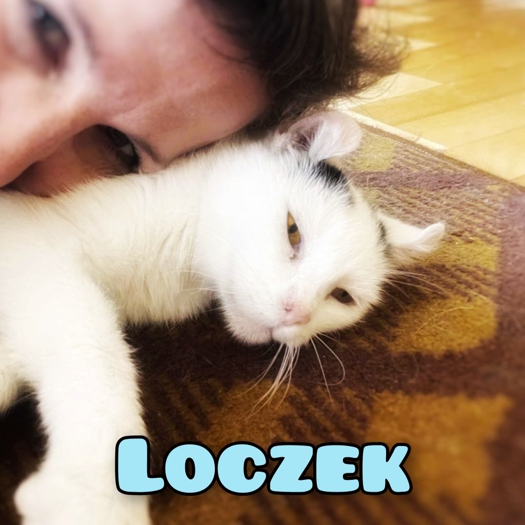 Słodki Loczek szuka miłości :)