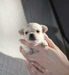Cudny piesek Chihuahua z rodowodem ZKwP/FCI