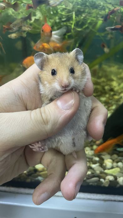 Хомяк королівський, хомʼяк , малюки 1 місяць