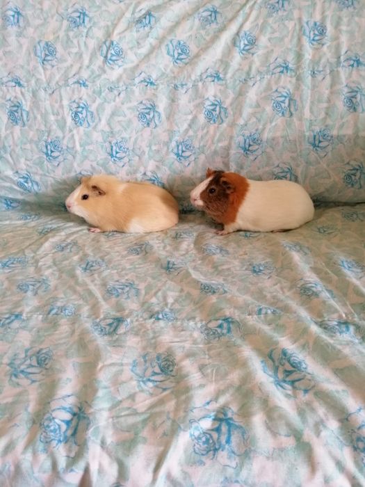 Świnka morska świnki morskie kawia domowa