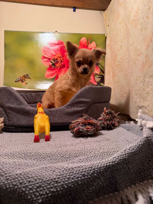 Sprzedam pieska chihuahua