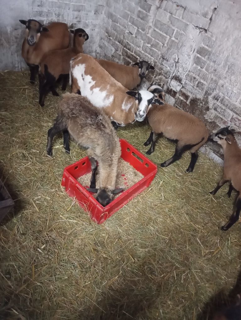 Owce  Kameruńskie sprzedam