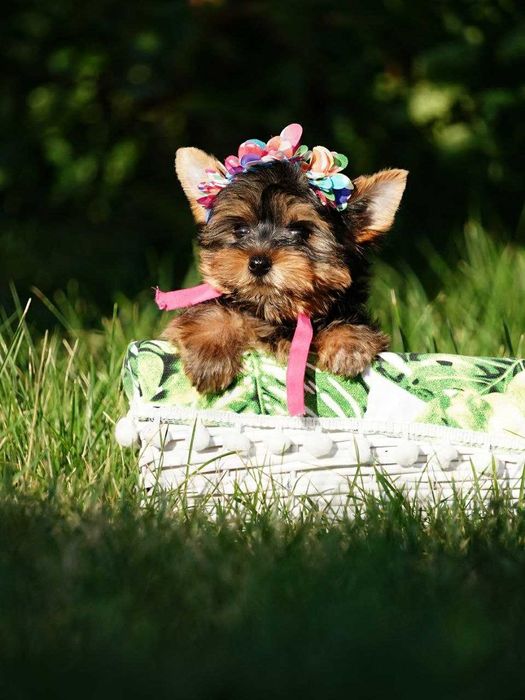 Щенки красотульки йоркширского терьера