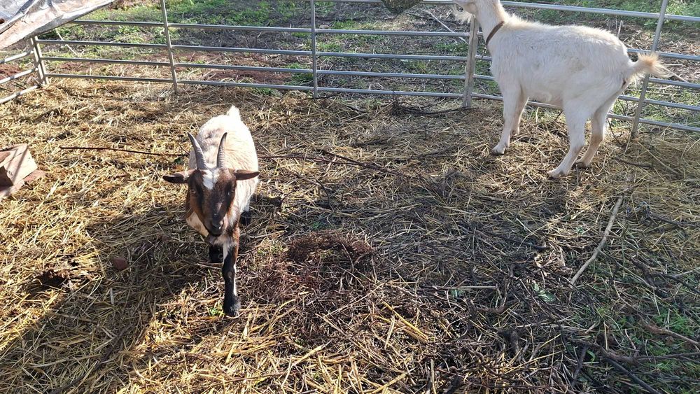 Cabritas ana e microana