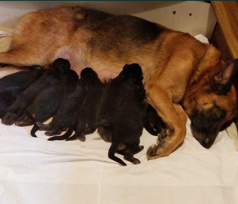 Крупные,породные щенки.