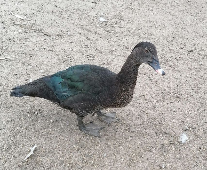 Kaczory kaczki piżmowe 2024