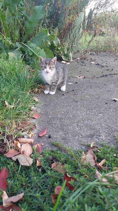 Kociaki, łowne kotki szukają domu