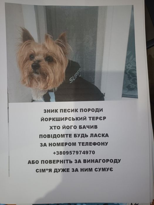 Йоркширський терєр