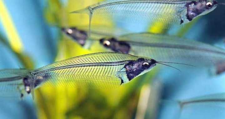 MISIEKZOO - Sum Szklisty